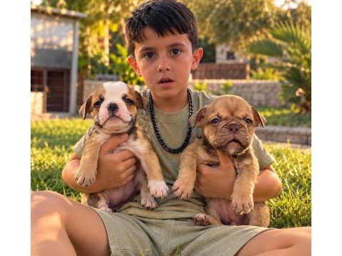 Sevimli ingiliz bulldog yavrularımız