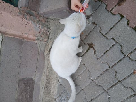Ücretsiz ankara kedisi acil yuva
