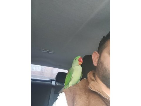 Evcil eğitime açık 6 aylık pakistan papağanı
