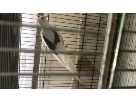 10 günlük pied lutino heavy albino sultan yavrular