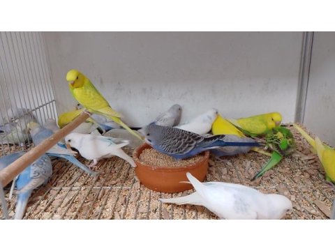 Yavru ve yetişkin muhabbet kuşları