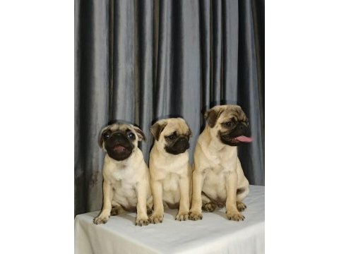 Orjinal pug yavru köpeklerimiz