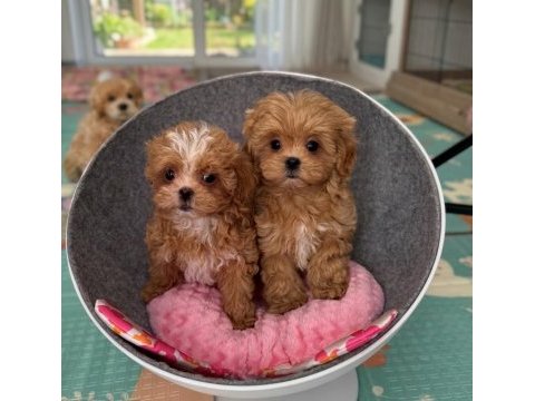 Bulunması zor teacup kore yavrum 