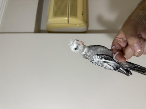 Yavru wifi jumbo sultan papağanı al götür