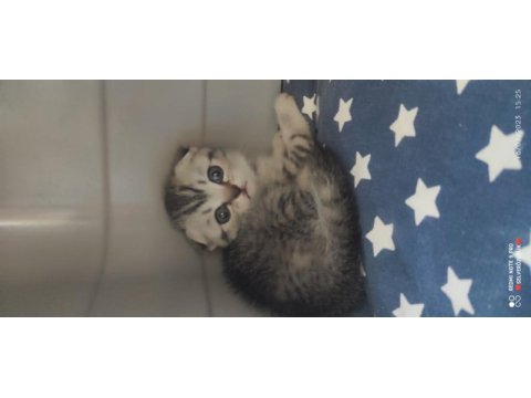 Scottish fold british yavru kedi. konyaya temmuz 5 ine
