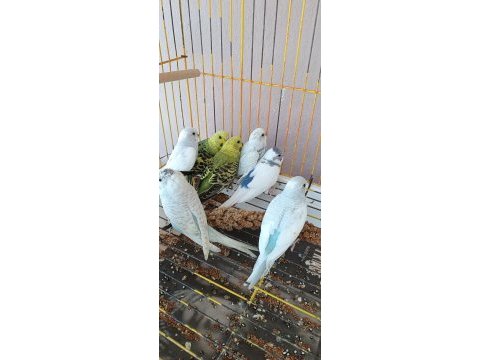 Yeni yeme düşmüş yavrular ve yetişkin muhabbet kuşu takımlar