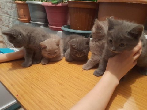 Eskişehir 3 aylık 5 tane british shorthair yavru