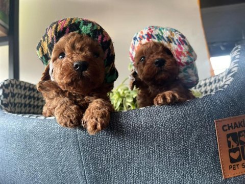 Kore kan teacup toy poddle bebeklerimiz