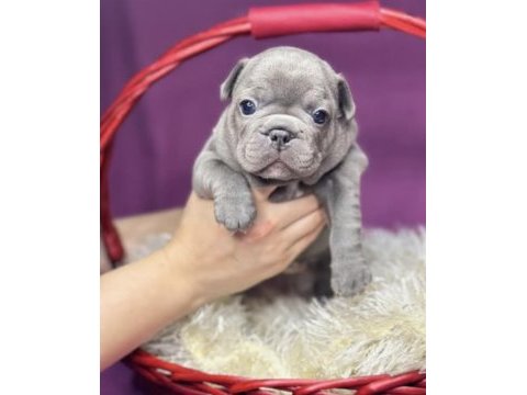 A kalite dişi french bulldog