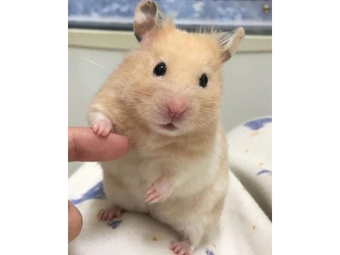 Hamster gonzales yavruları heryere gönderim