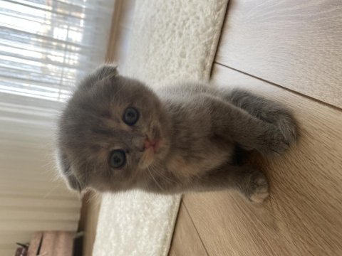 Scottish fold yavru