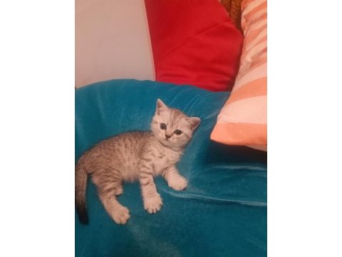 Scottish fold erkek kedimiz