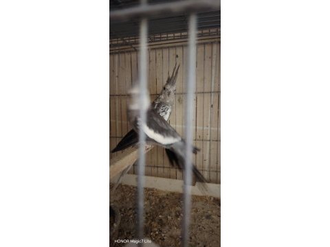 Dişi erkek mevcut sultan papağanı