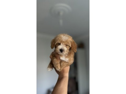 Daha iki aylık cavapo toy poodle