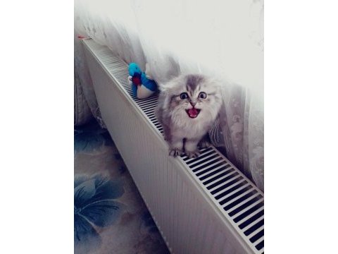 Scottish fold kedisi 3 aylık ve dişidir