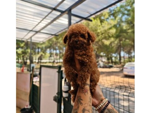 Toy poodle köpeği