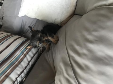 2 aylık yorkshire terrier