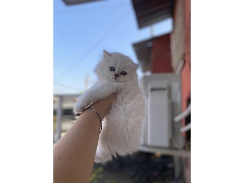 Scottish fold kedimiz