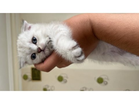 4 aylık dişi scottish fold