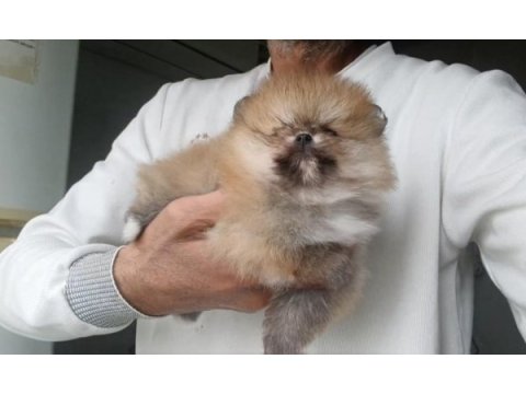 Orijinal pomeranian boo köpeğimiz