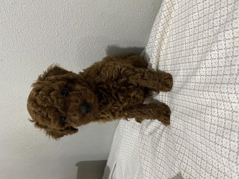 Toy poodle erkek