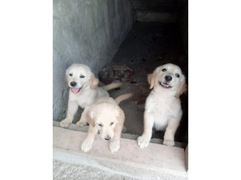 Golden retriever yavrumuz