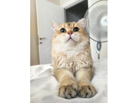Uyguna british shorthair sahiplendirme