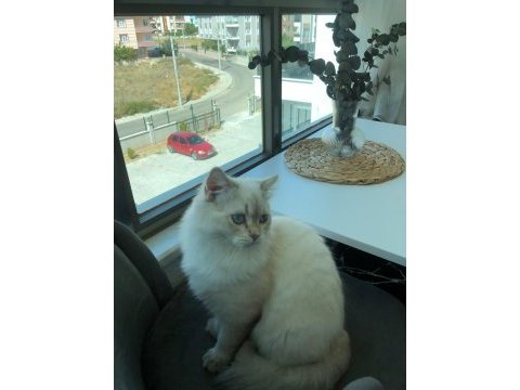 Maviş gözlü longhair oğlumuz british longhair