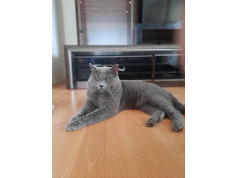 2 yaşında oğlumuz mia yeni yuvasını arıyor scottish fold