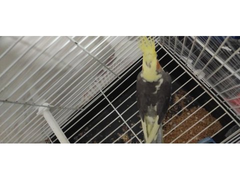 4 aylık erkek sultan papağanı