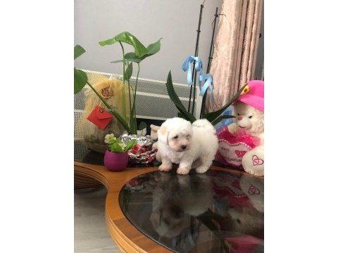 Anne altından maltese yavrumuz