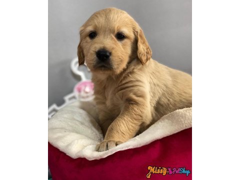 Golden retriever bebek yüz yavrularımız