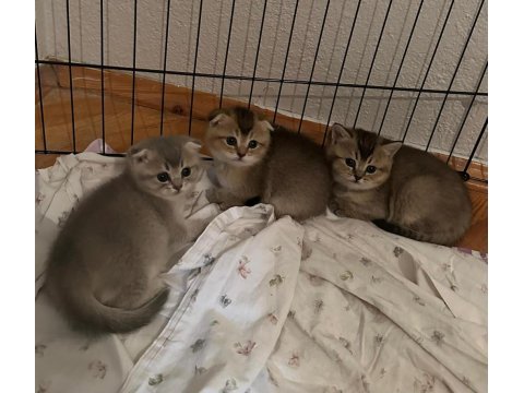 Sağlıklı kaliteli british shorthair yavrular