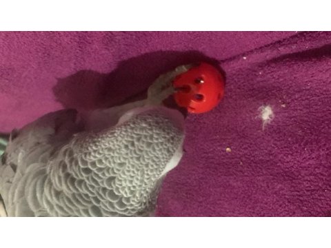 Full evcil jako papağanı bilezikli