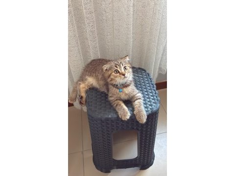 3 aylık scottish fold