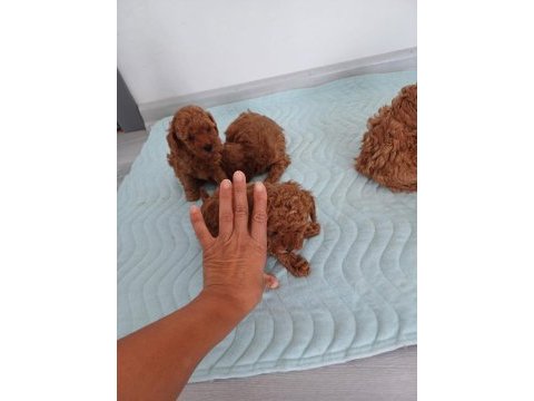 Petmode köpek çiftliğinden aktif 10 adet toy poodle