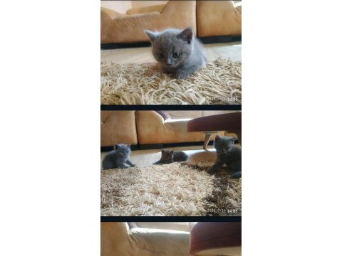 4 adet yavru british shorthair safkan