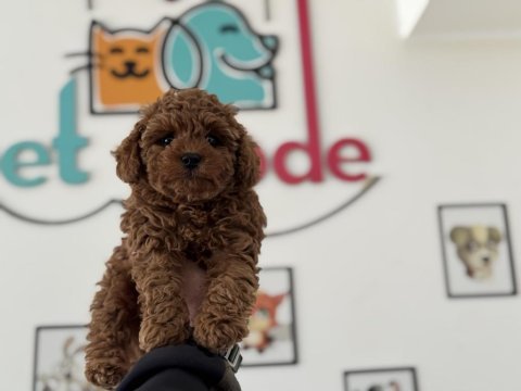 Petmode köpek çiftliğinde ziyarete açık toy poodle