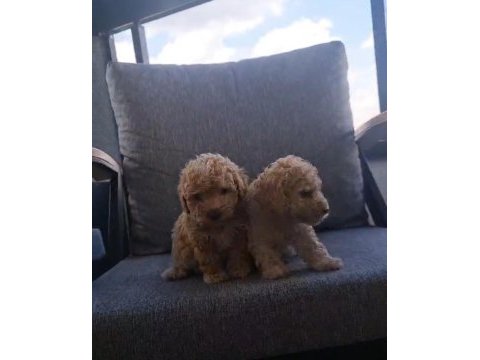 Sağlıklı poodle kardeşler