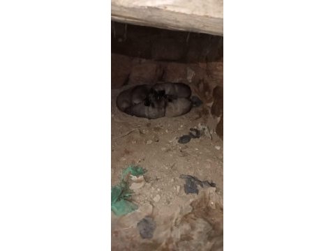 Saf kangal köpeği yerlisinden