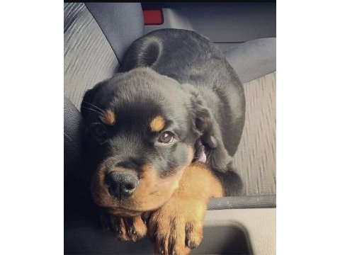 Sağlık ve ırk garantili macar rottweiler yavrular