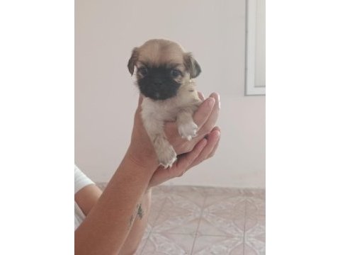 Dişi erkek pekinez köpekler