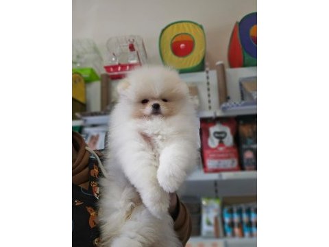 Ayı surat pomeranian isteyenler