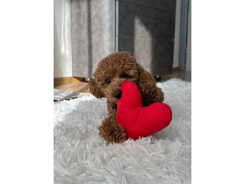 Sağlık ve ırk garantili toy poodle yavrularım