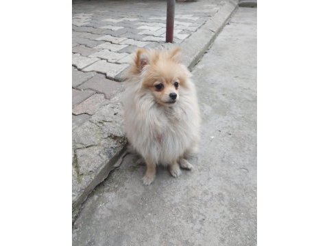 10 aylık pomeranian spitz