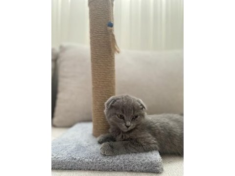 Scottish fold kedimizi sahiplendiriyoruz.