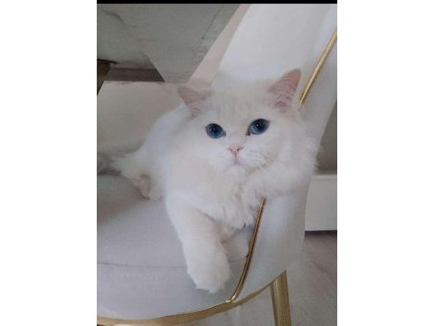 British longhair oğlumuz yeni evini bekliyor