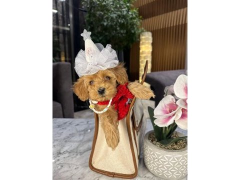 Güzel maltipoo kızım mia