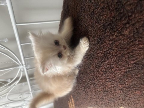 Orjinal saf kan iran persian son 1 yavru anne ve baba