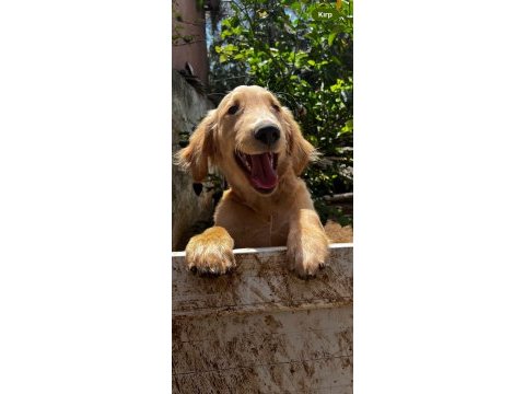 Golden retriever köpeğimiz